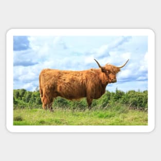 Highland cow on a sunny day Sticker